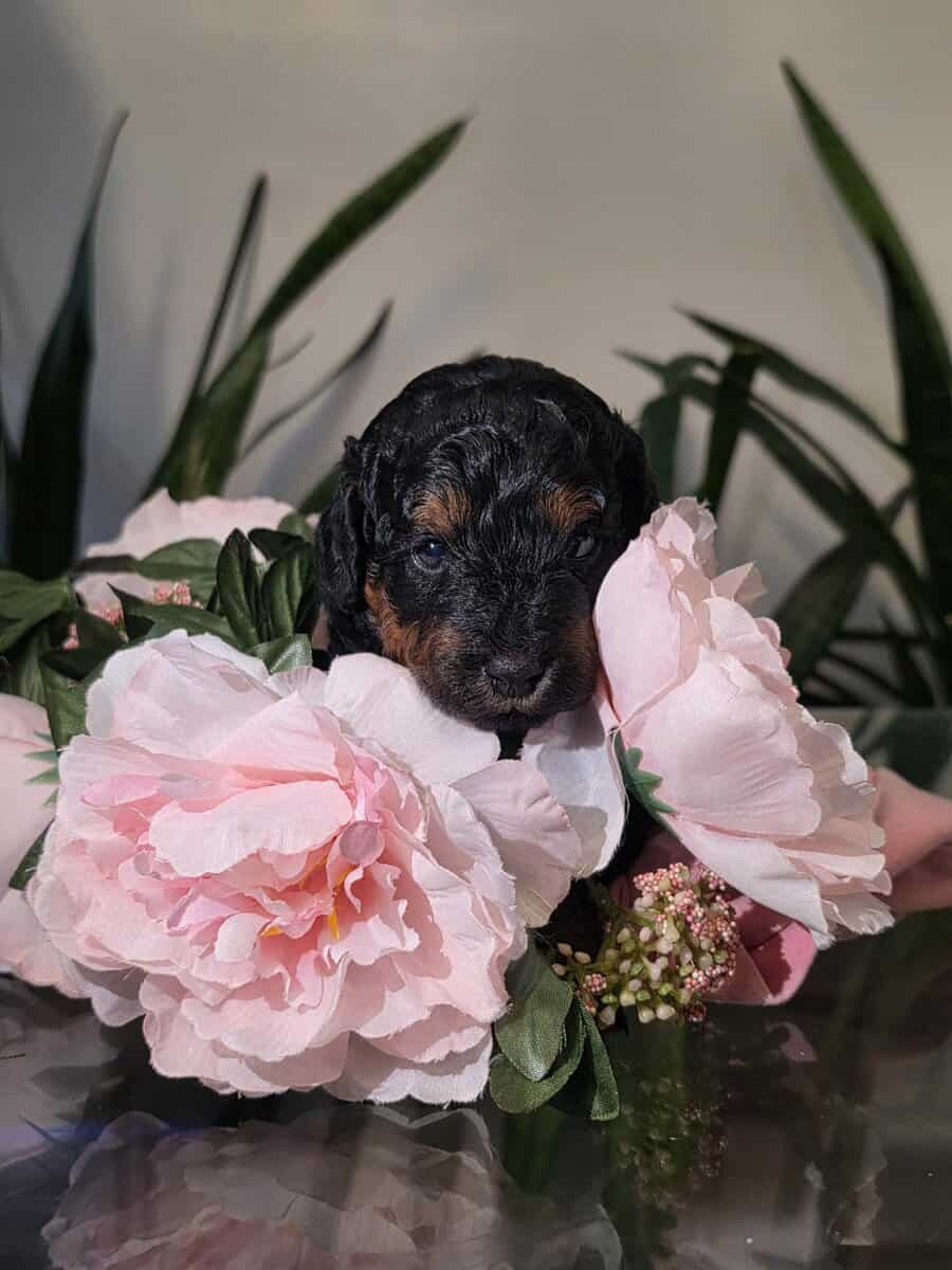 AKC Toy Poodles Puppies image 5