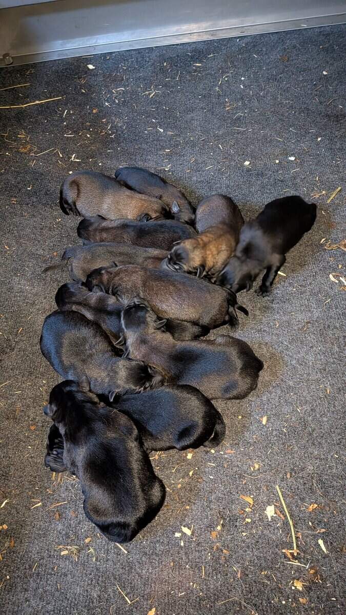 Belgian malanois puppies for sale image 3