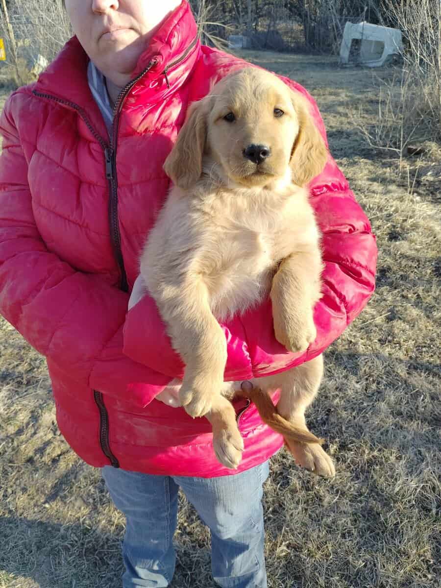 Golden Retriever pup for sale image 2