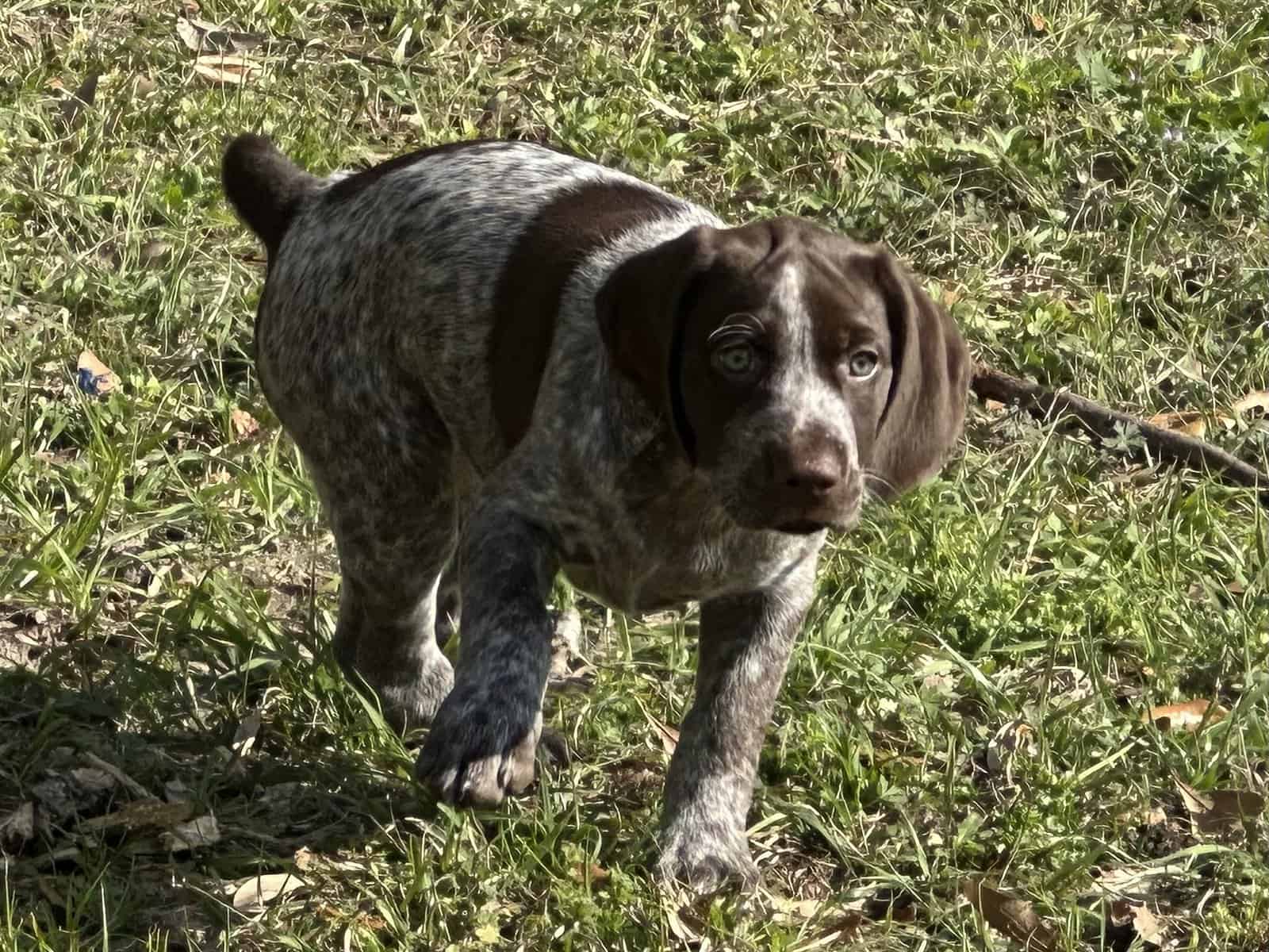 AKC GSP Big Girl image 3