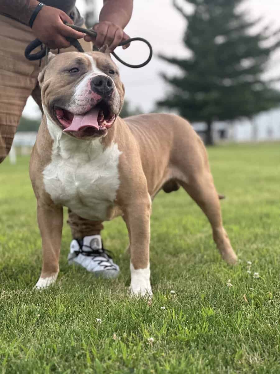 4 XL American Bully Males image 4