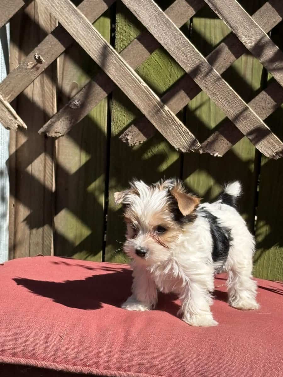 Earl is the smallest of the pack image 2