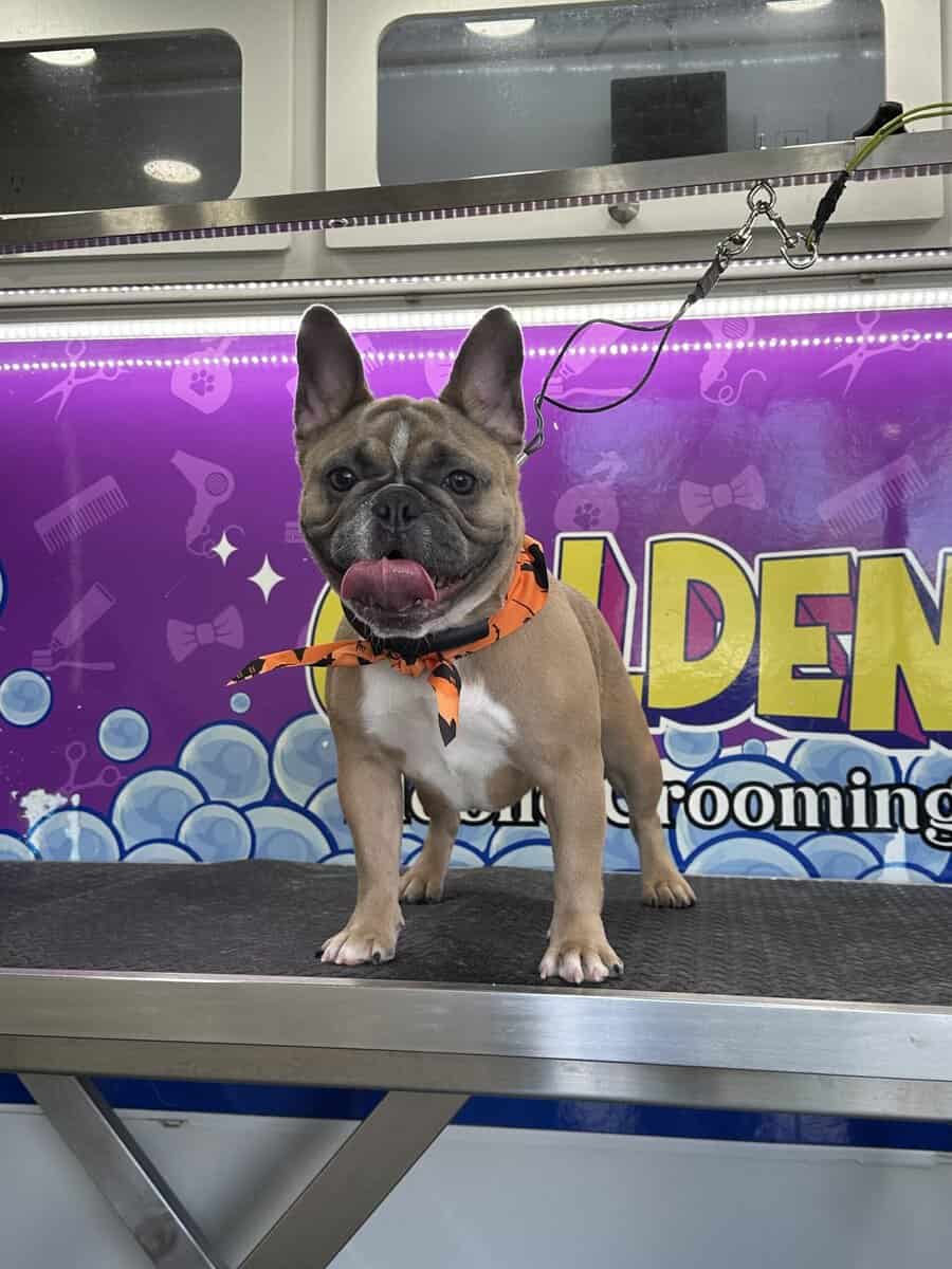 Frenchie for sale image 1