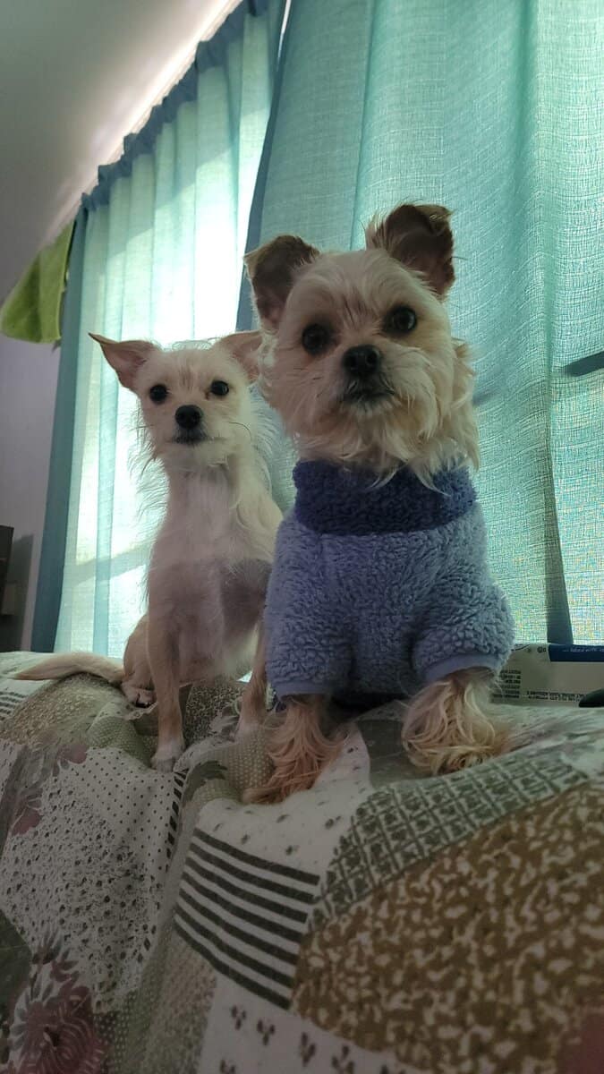 2 male puppies in need of loving home image 2