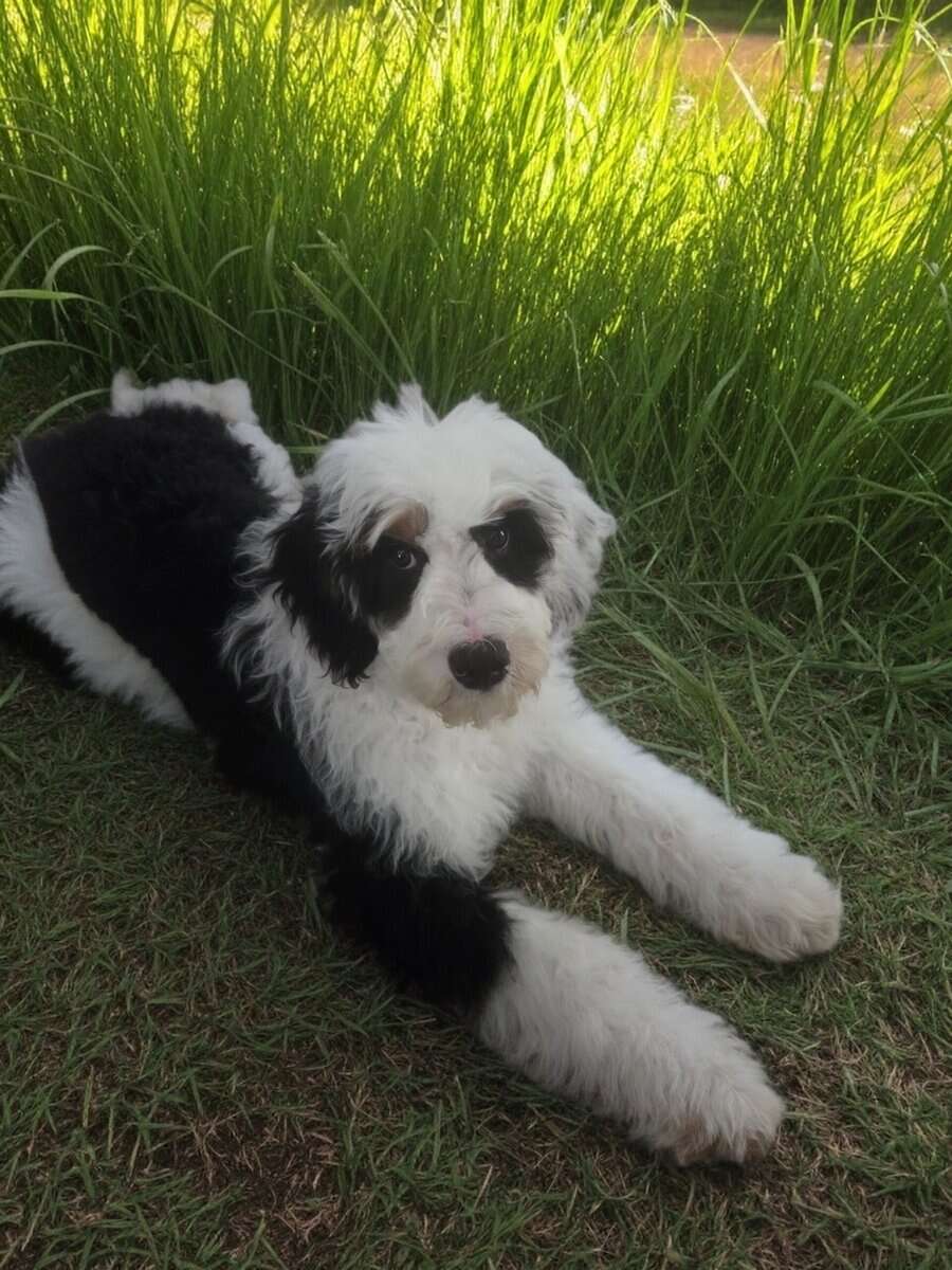 AKC Registered Bernadoodle image 5