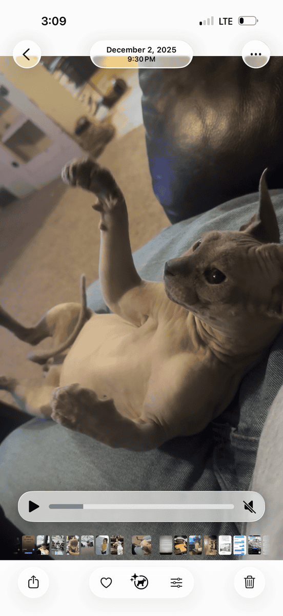 Hairless Cat For sale image 3