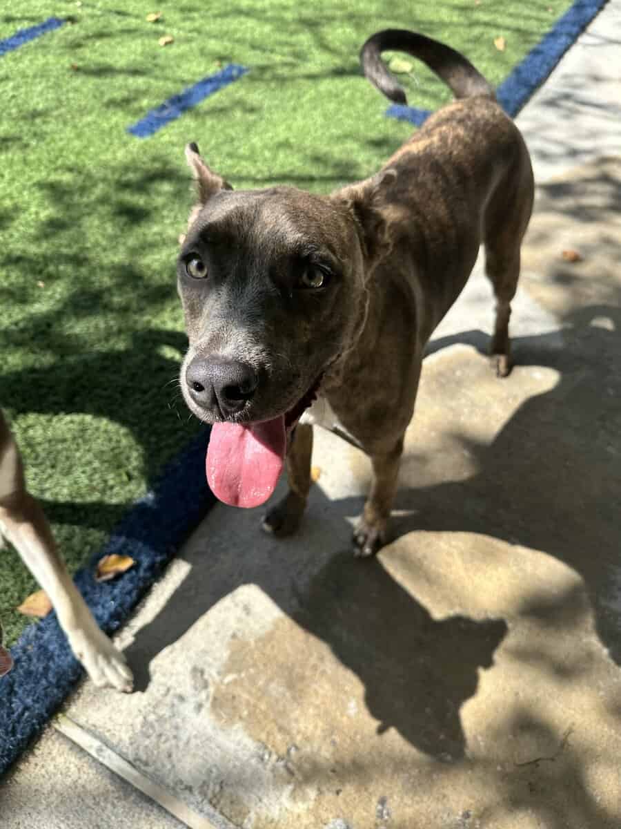 Pitbull mix looking for his forever home image 3