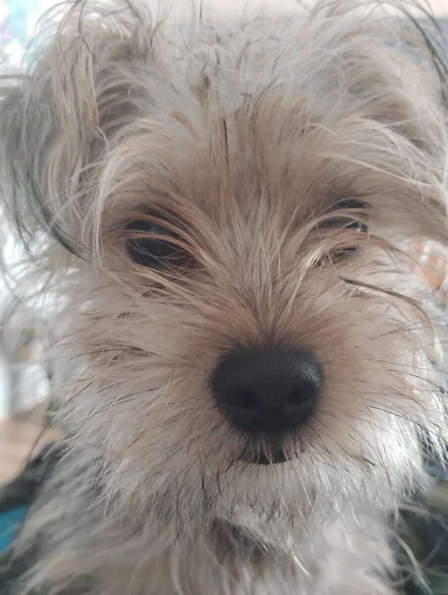 Yorkie shih Tzu for sale image 2