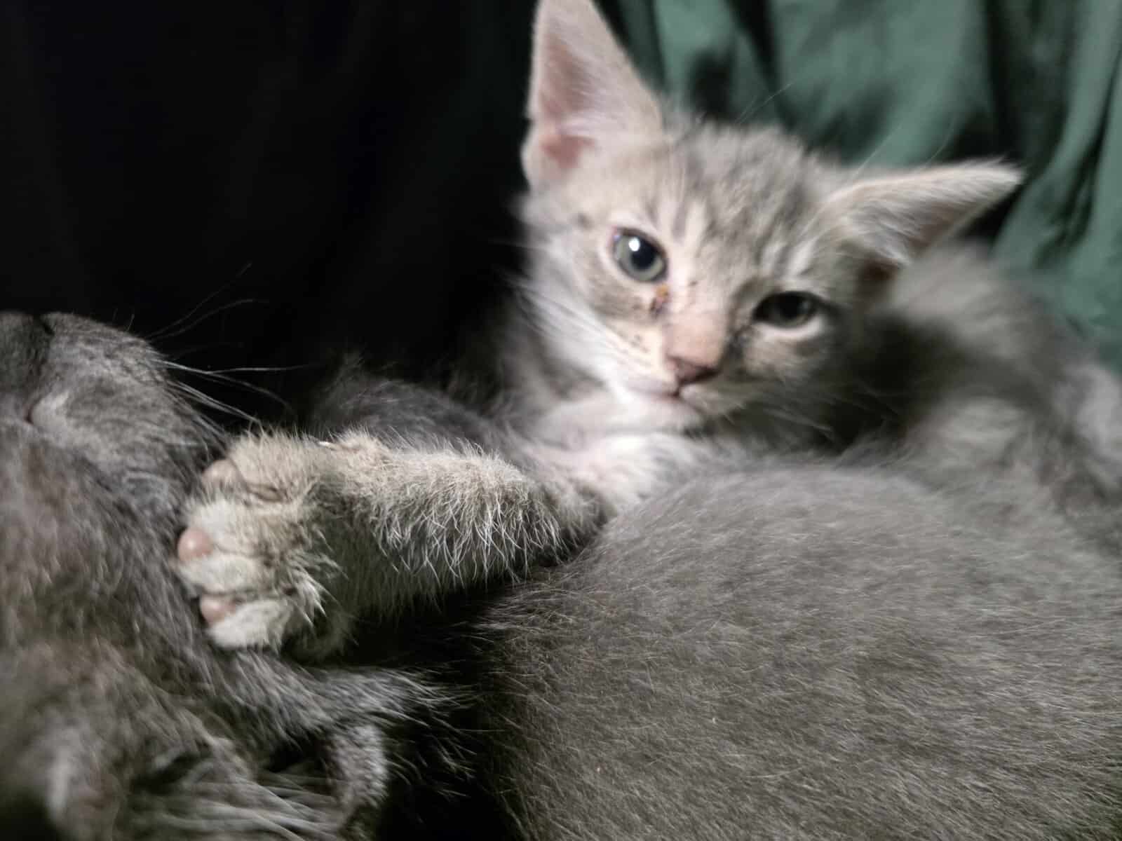 Kittens ready for new home image 6