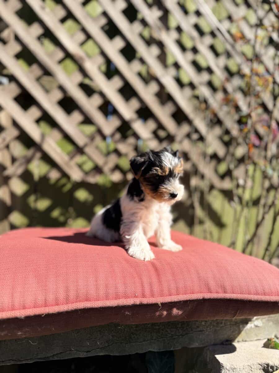Eddie is quite the handsome fellow image 3