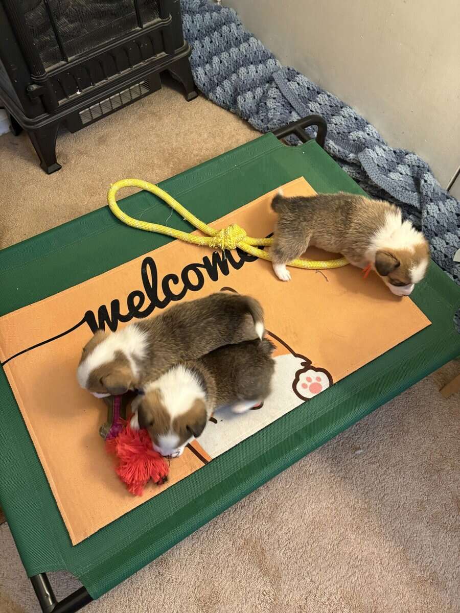 Pembroke welsh corgi pups image 11