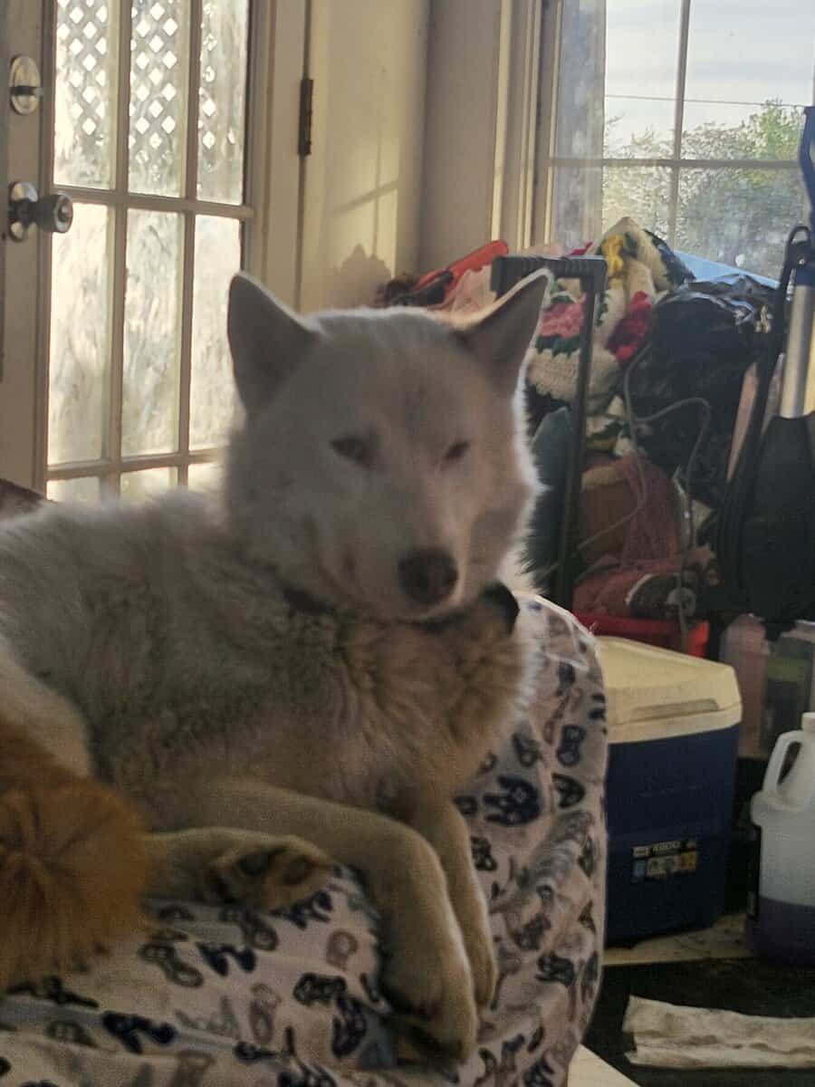 AKC Registered 3 yr old Husky image 1