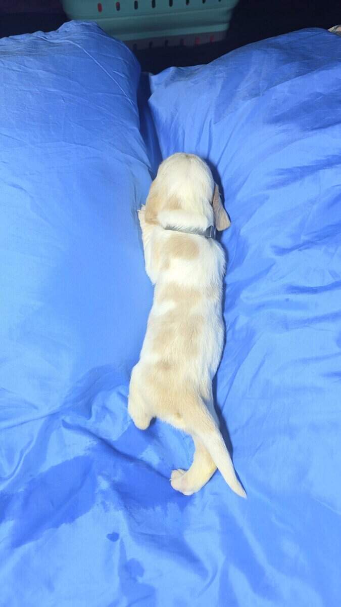 Scott- male baby basset hound image 6
