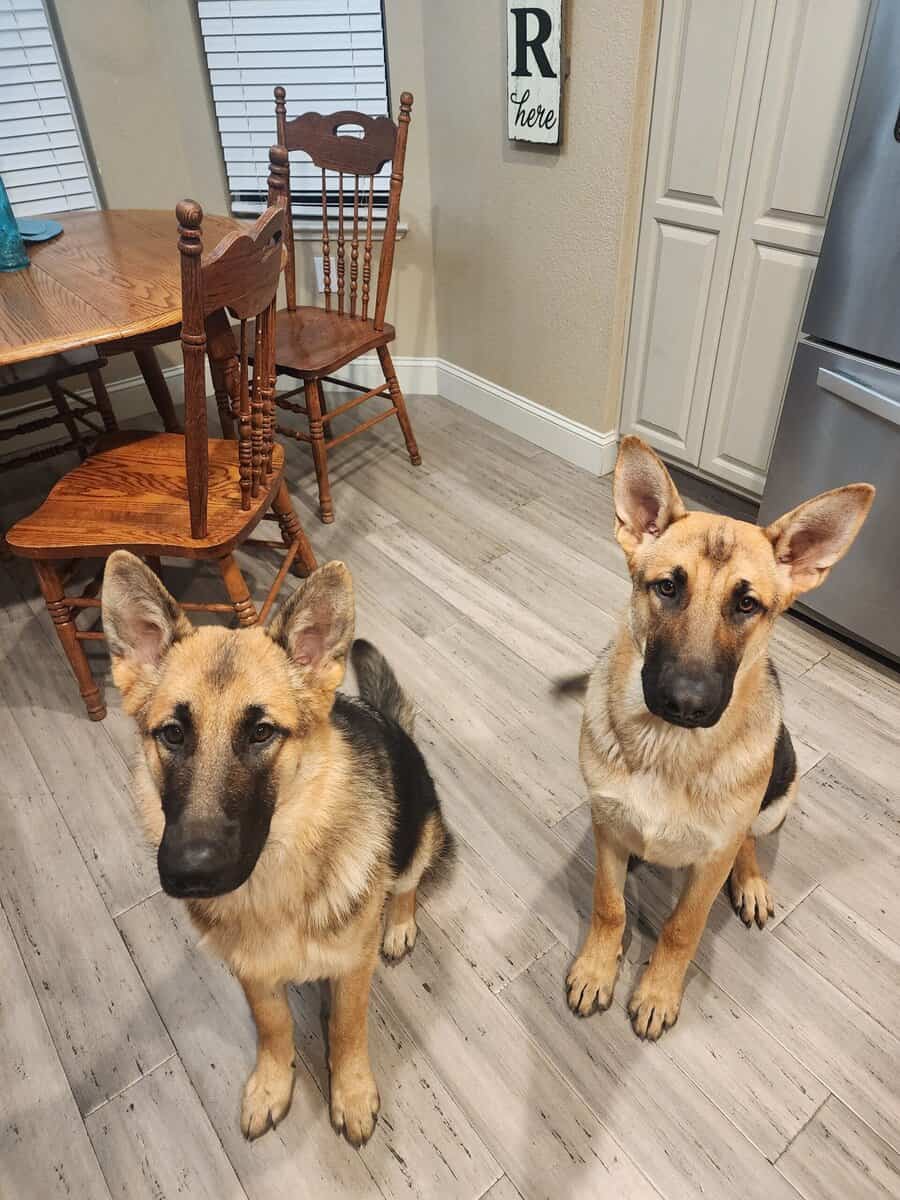 Rehoming 2 German Shepherds image 1