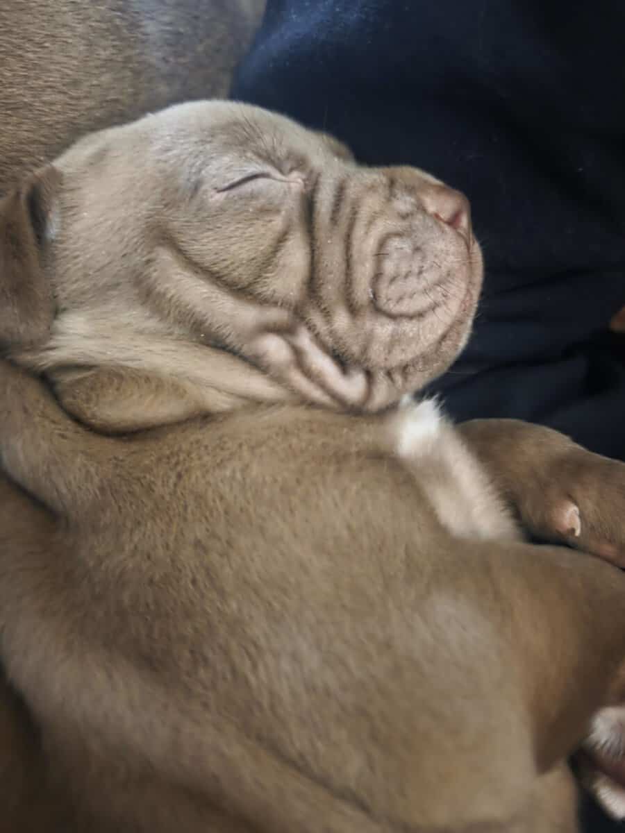 Blue Red nose mastiff puppies image 4