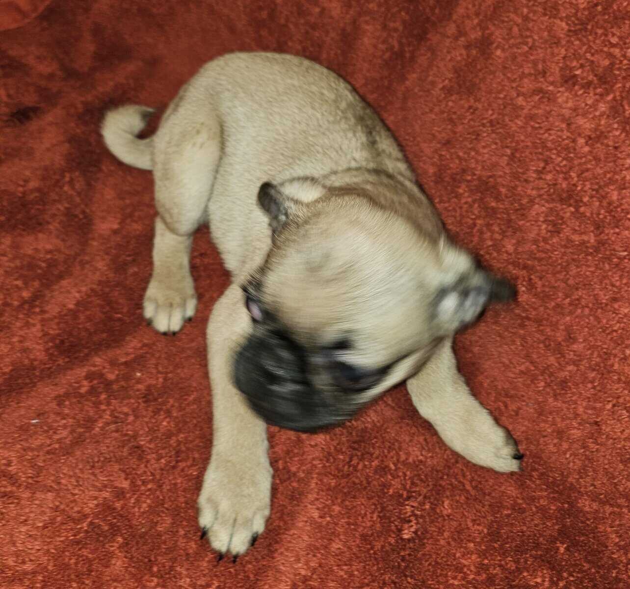AKC PUG MALES' APRICOT OR FAWN image 4