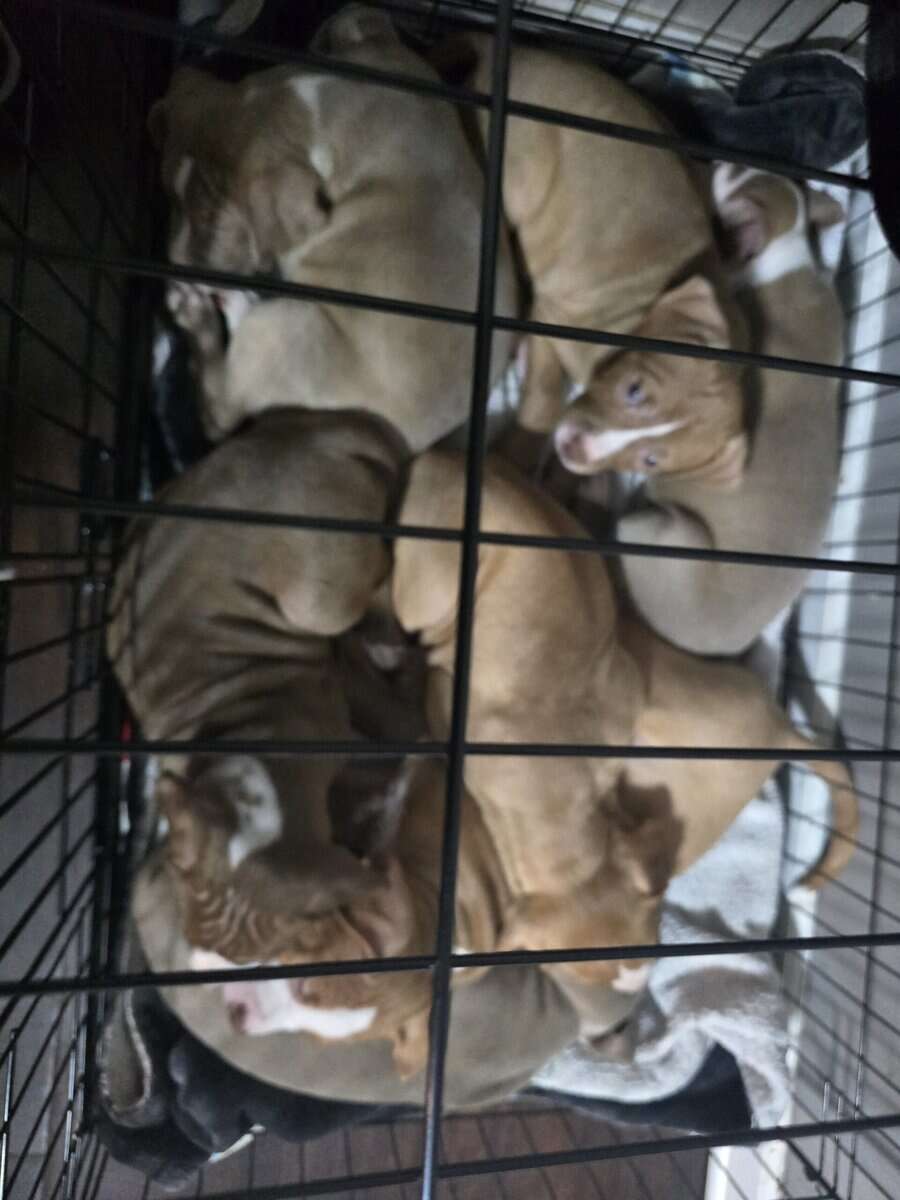 Staffordshire terrier pit bull pups for sale image 1