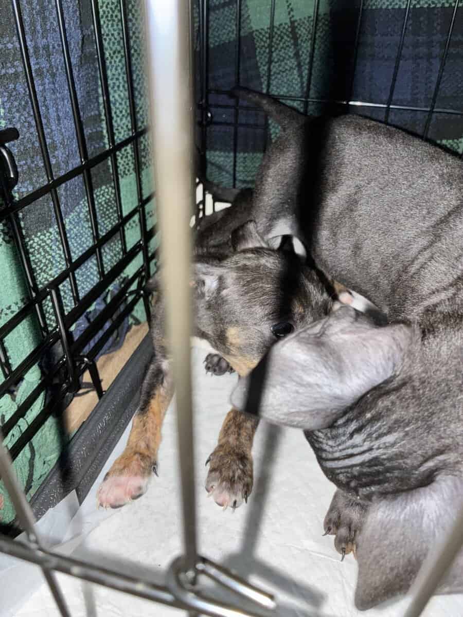 Bluenose Pit Puppies image 4