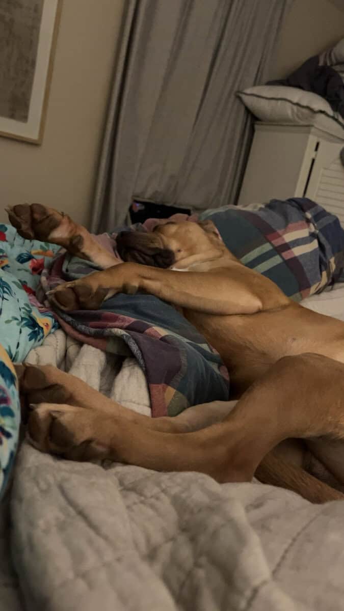 Dog for Rehome image 6