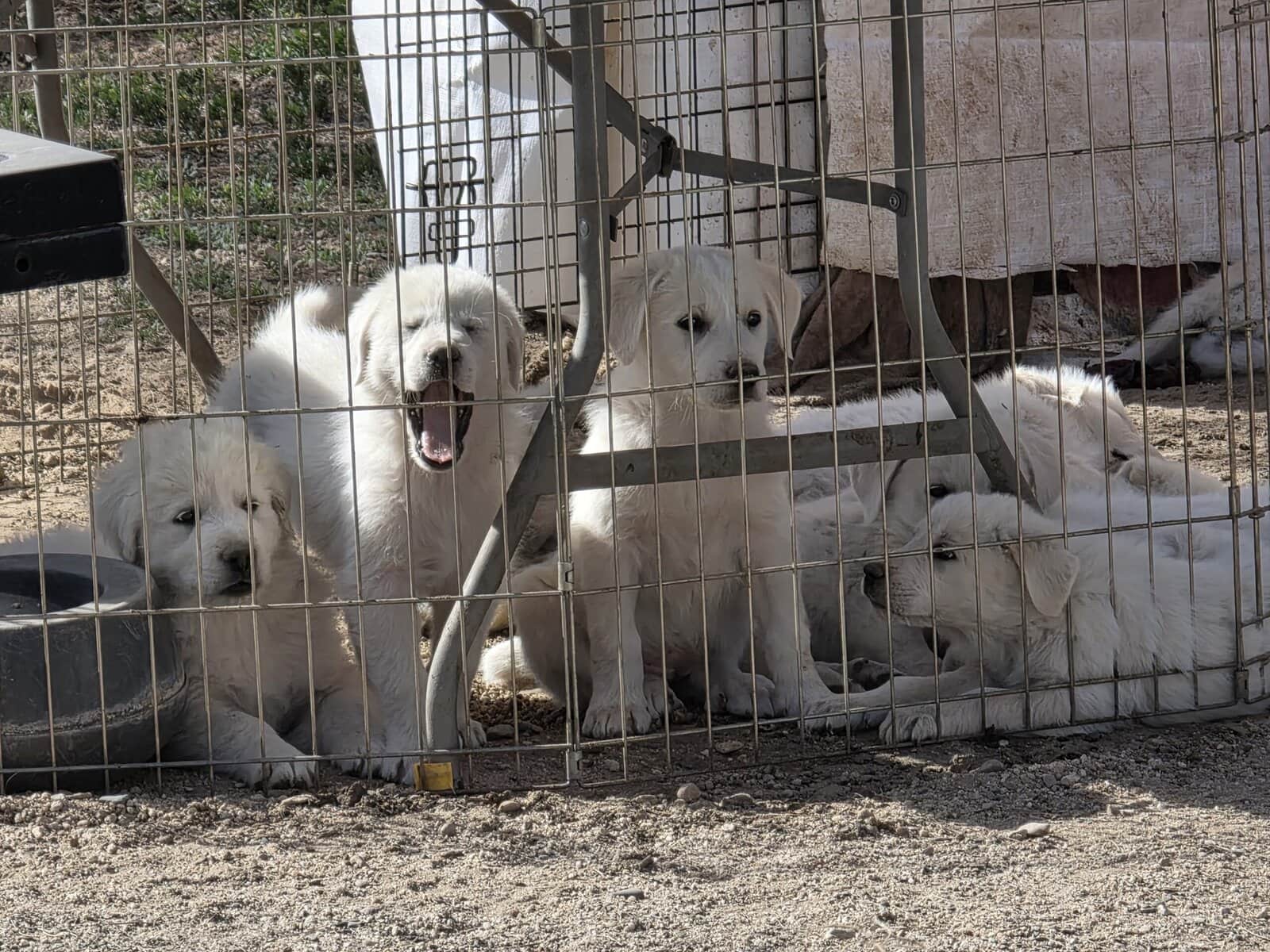 Great Pyrenees/Anatolian Puppies image 8