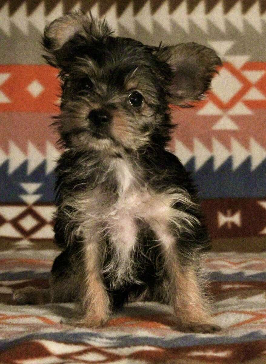 PUREBRED TEACUP YORKIE image 4