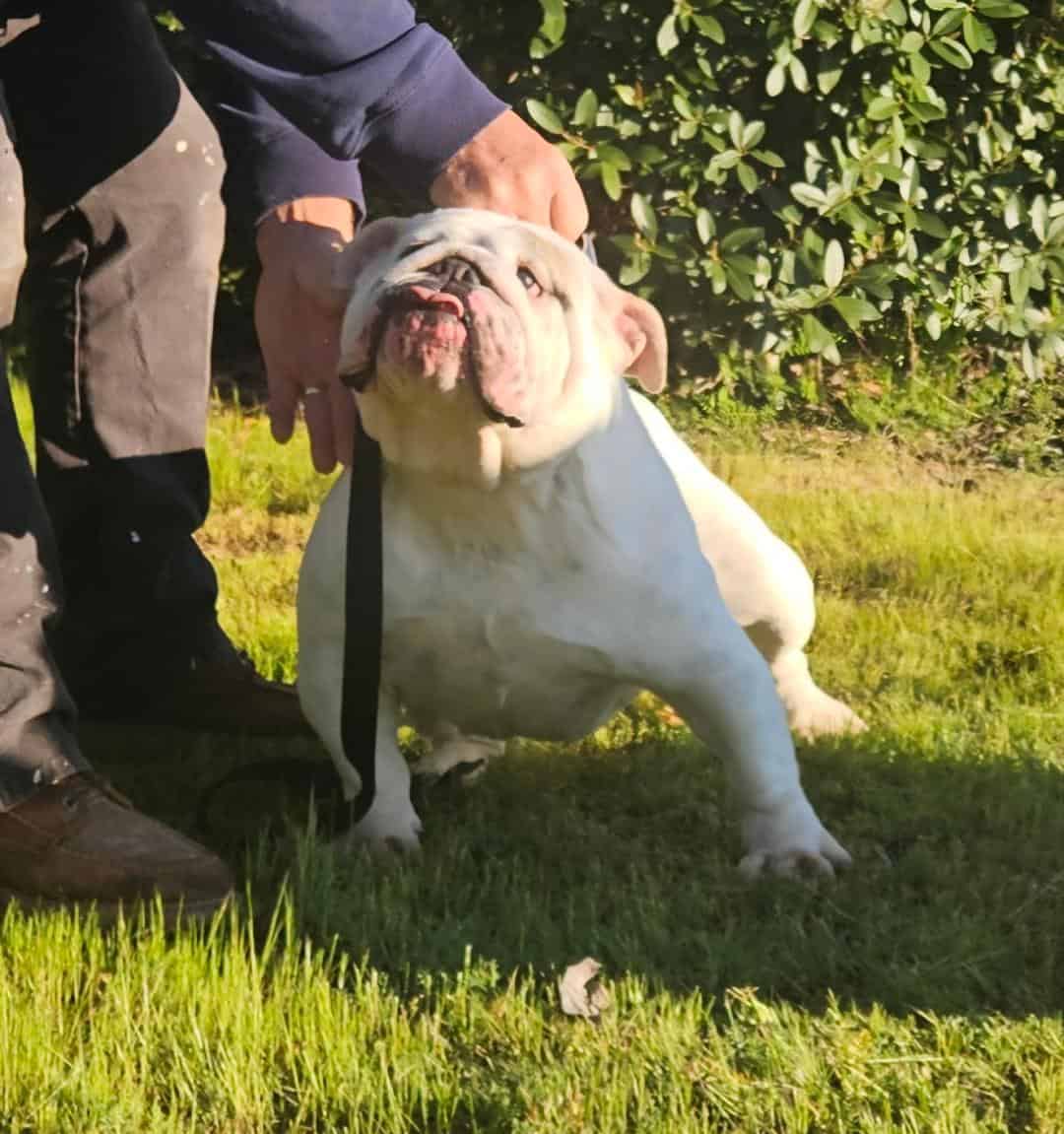 English Bulldog Female Adult image 1