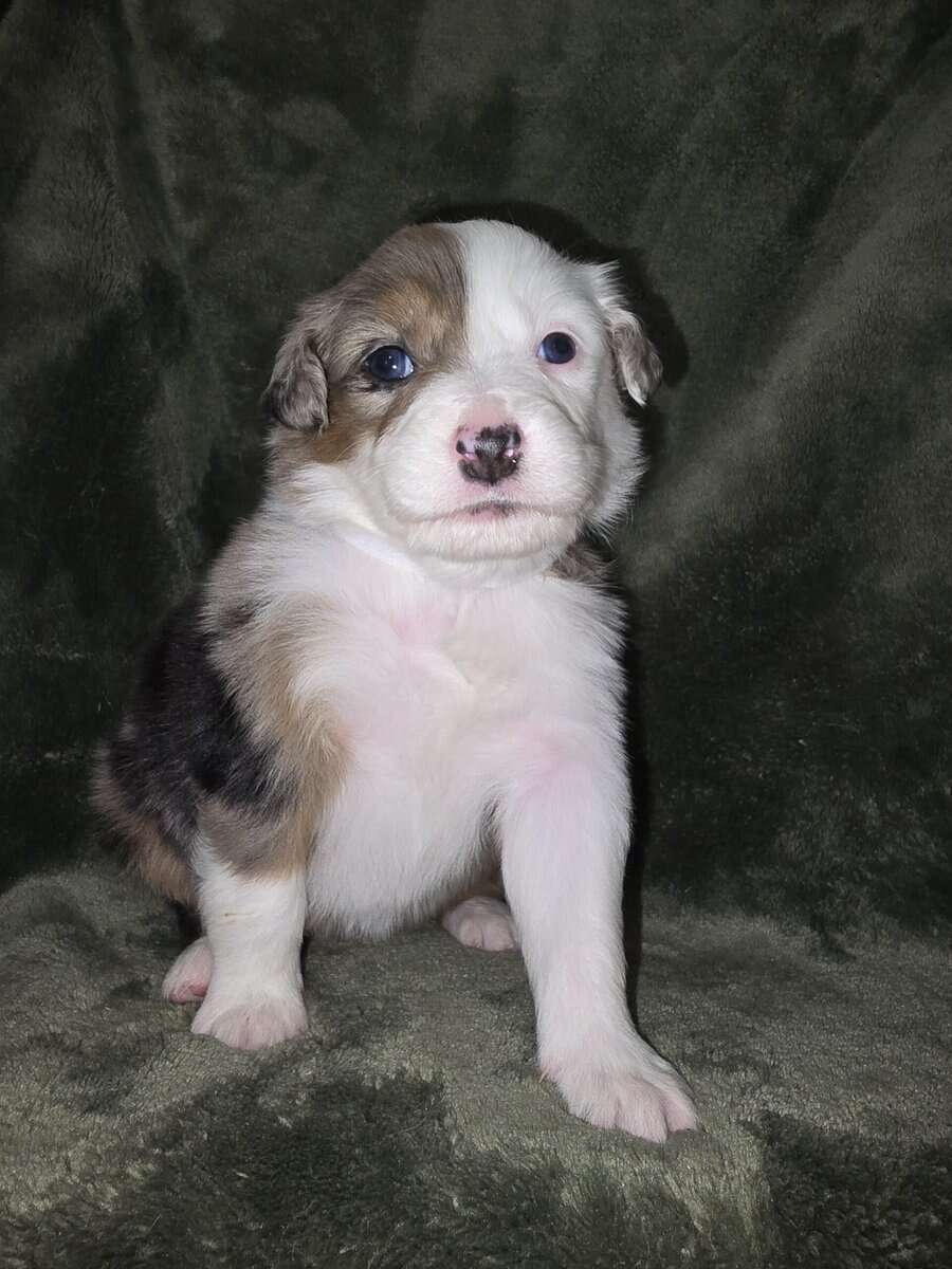 Australian shepherd puppies image 8
