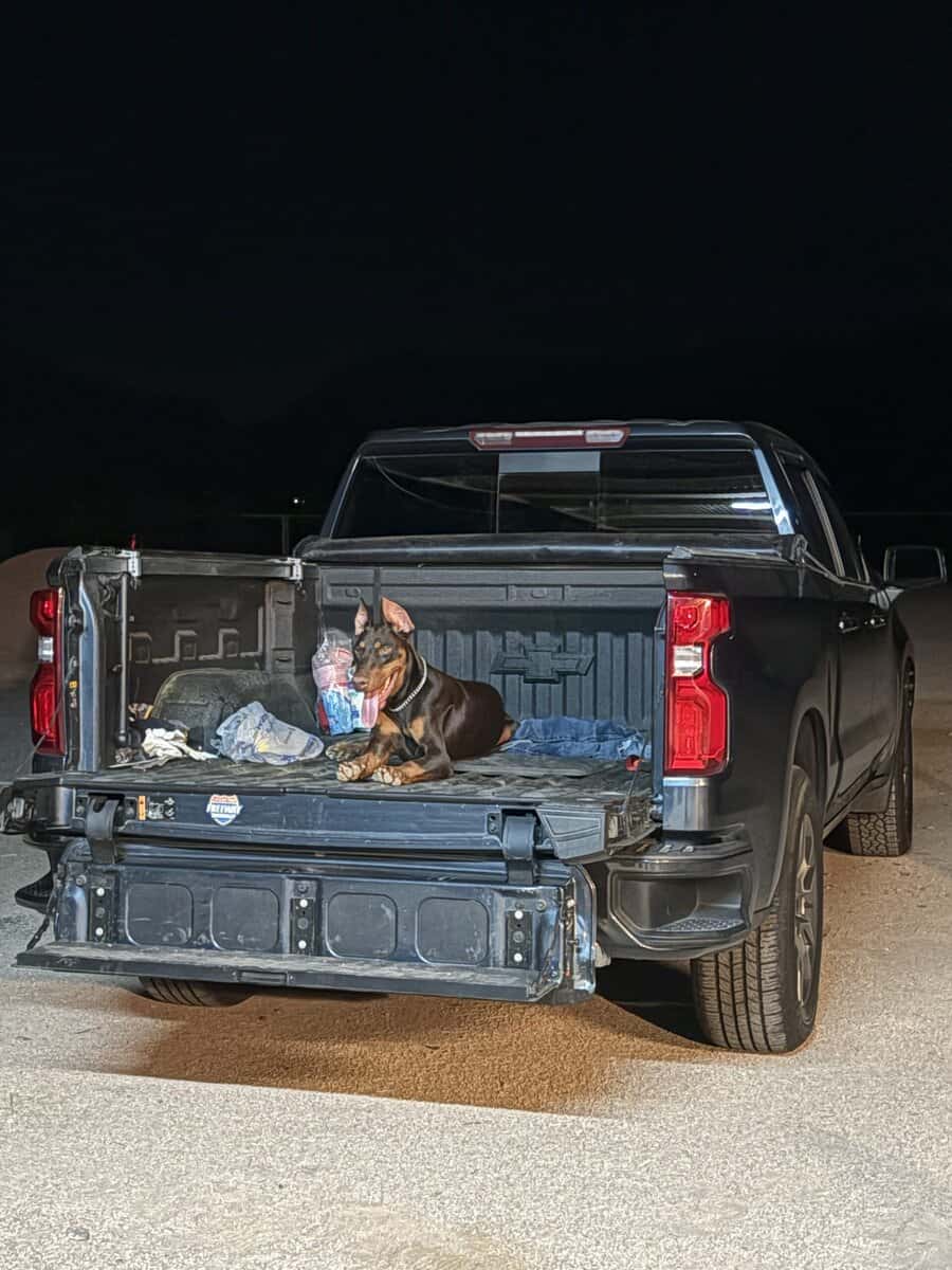 Doberman image 2