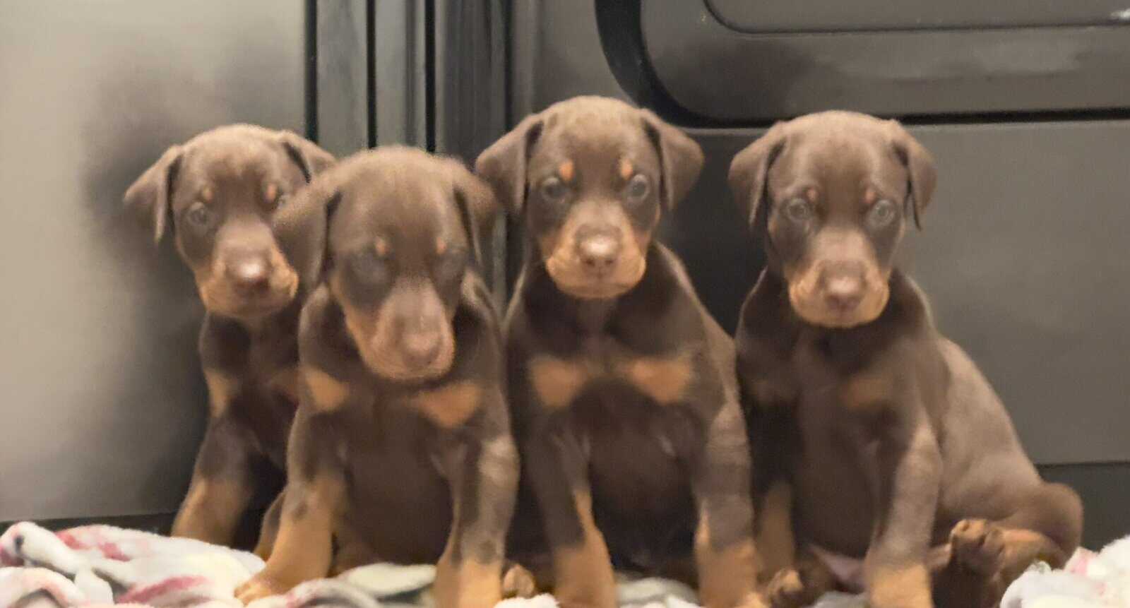 Doberman puppies image 1