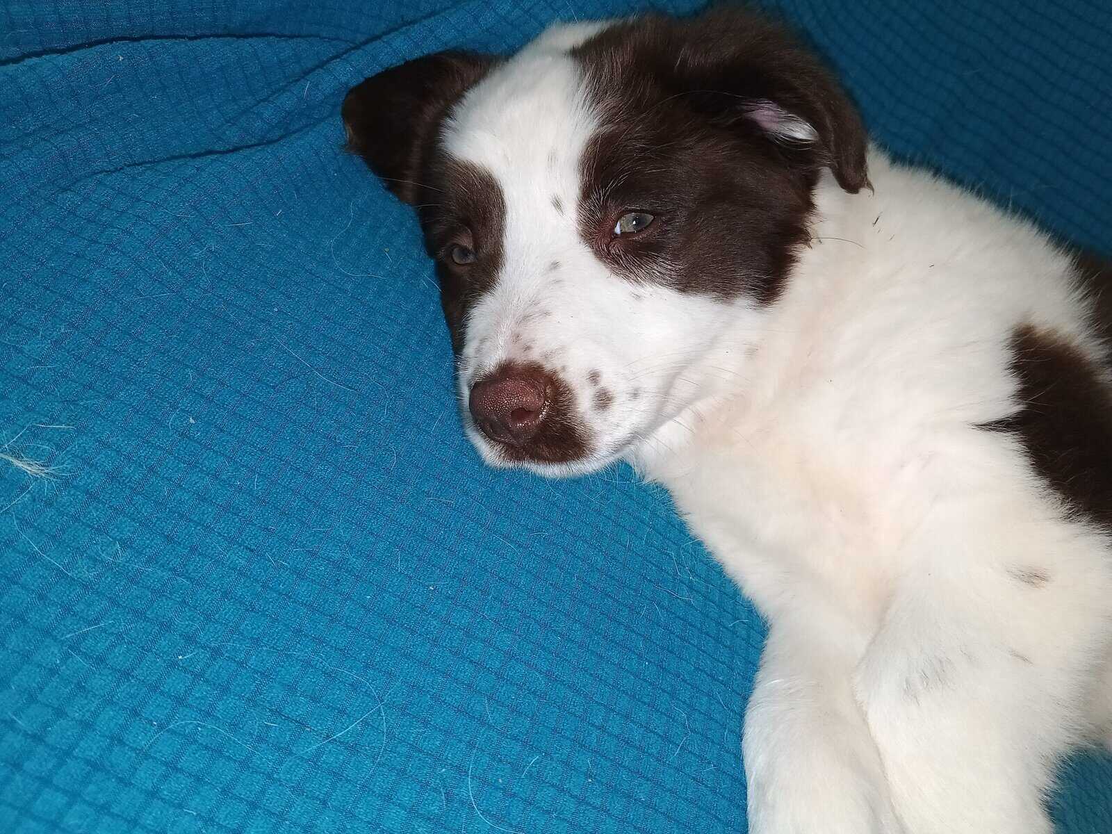 Aussie pup female image 5