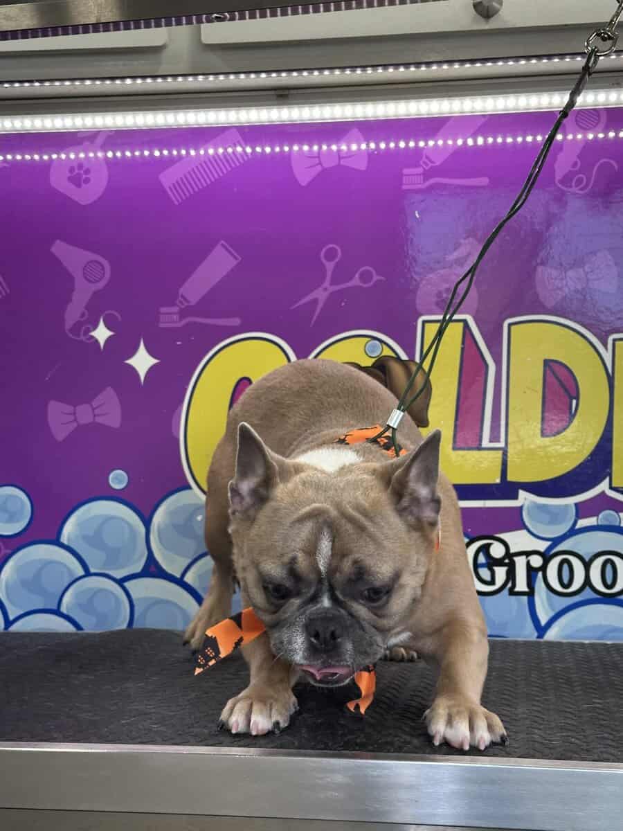 Frenchie for sale image 3