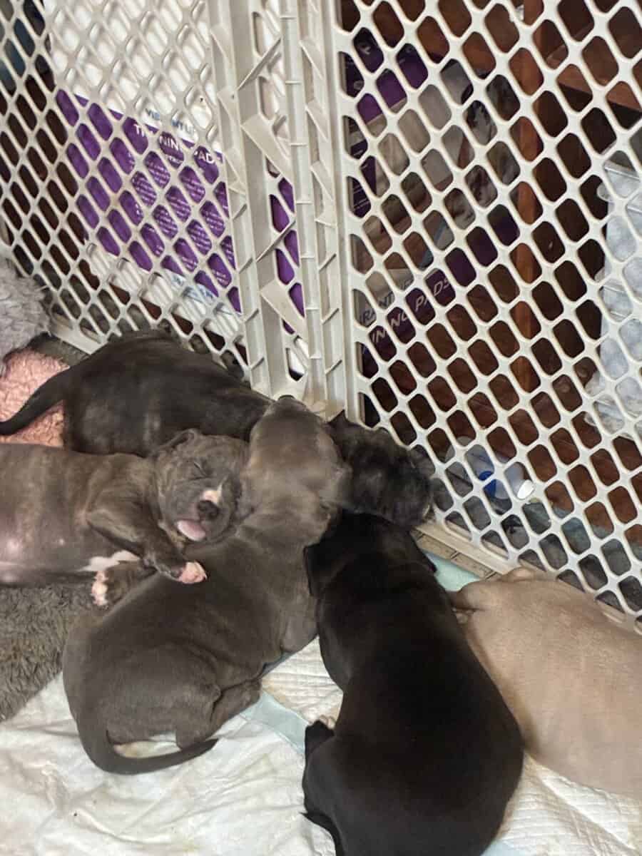 Pitbull puppies image 8