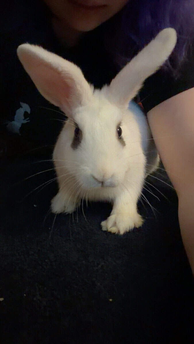 Holland lop mix and Lionshead mix image 5