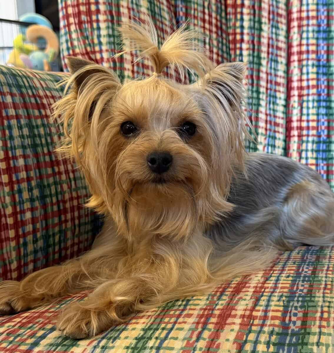 Adult Female Yorkshire Terrier image 1
