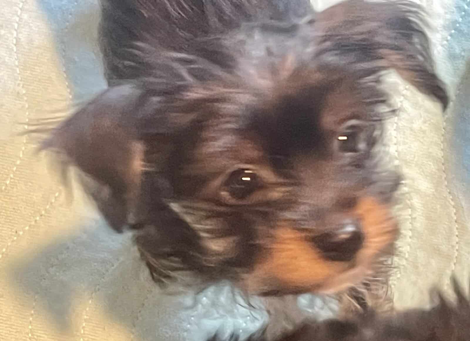 PUREBRED TEACUP YORKSHIRE TERRIER image 1
