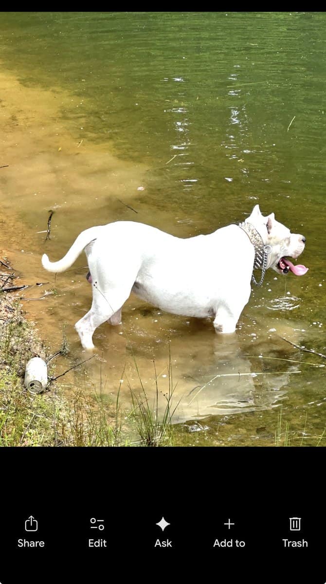 Dogo Argentino rehoming image 3