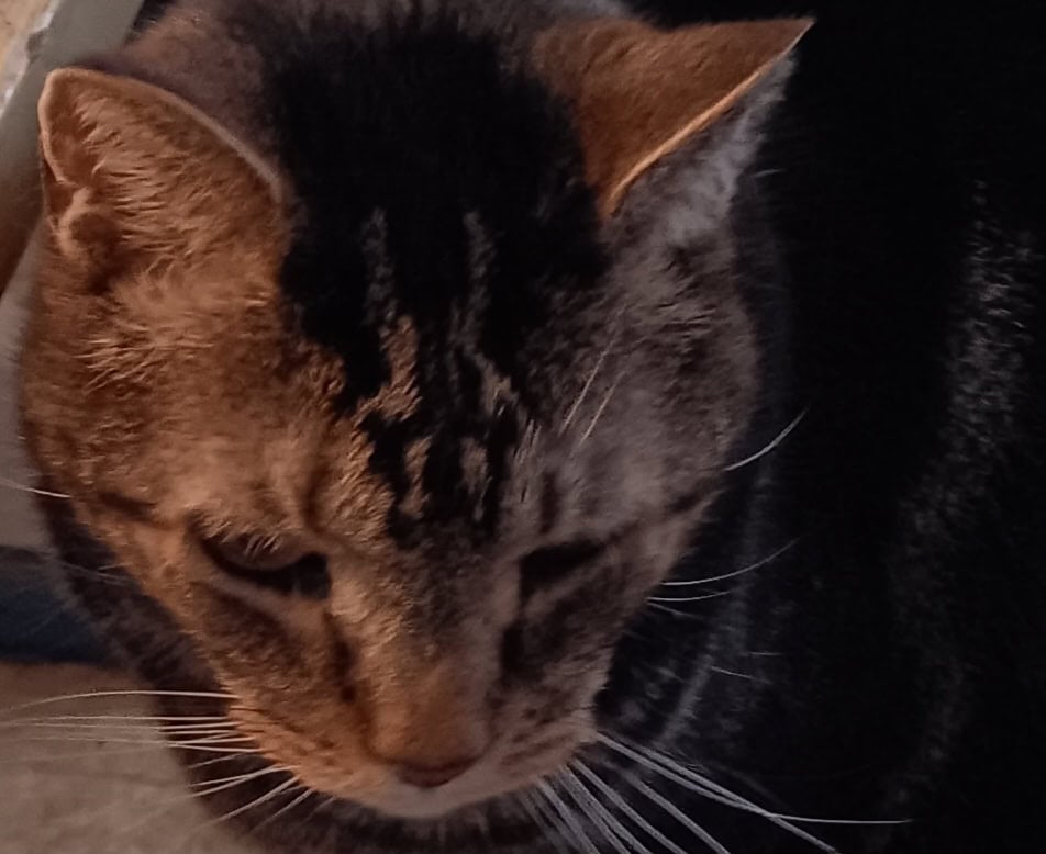Aldo Needs New Happy Home image 2