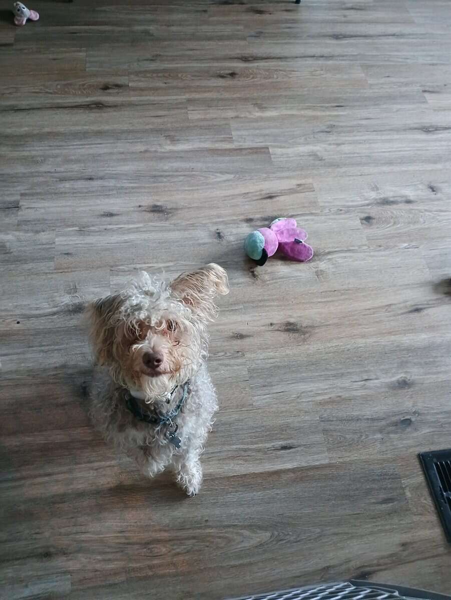 Rehoming my schnoodle image 6