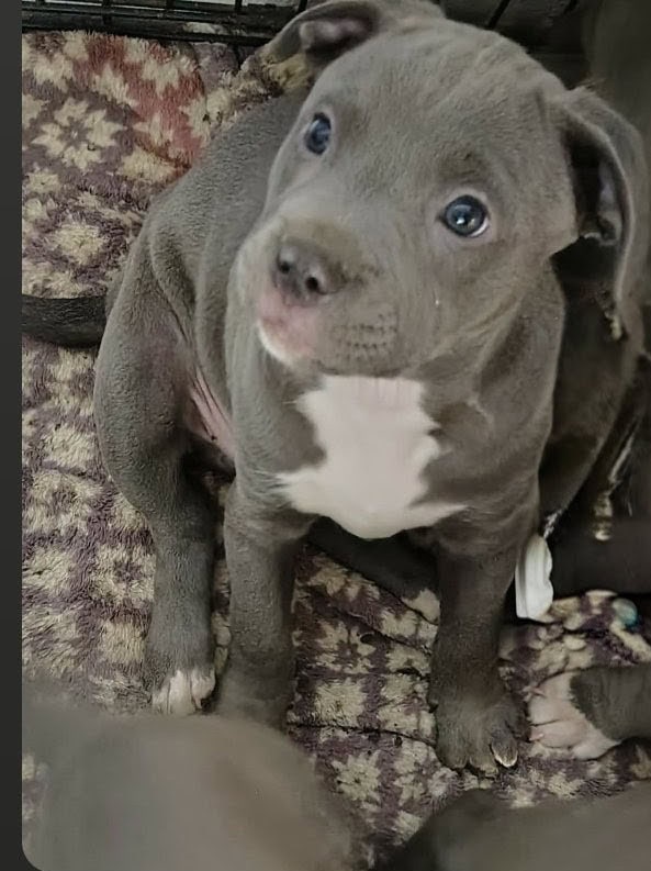 🐾 Gorgeous Blue Nose Puppies! image 4