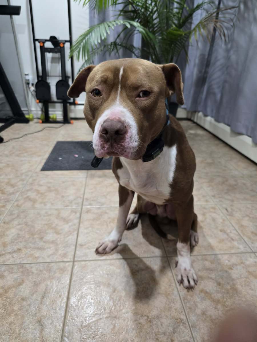 2yr old Pit Bull Terrier image 4