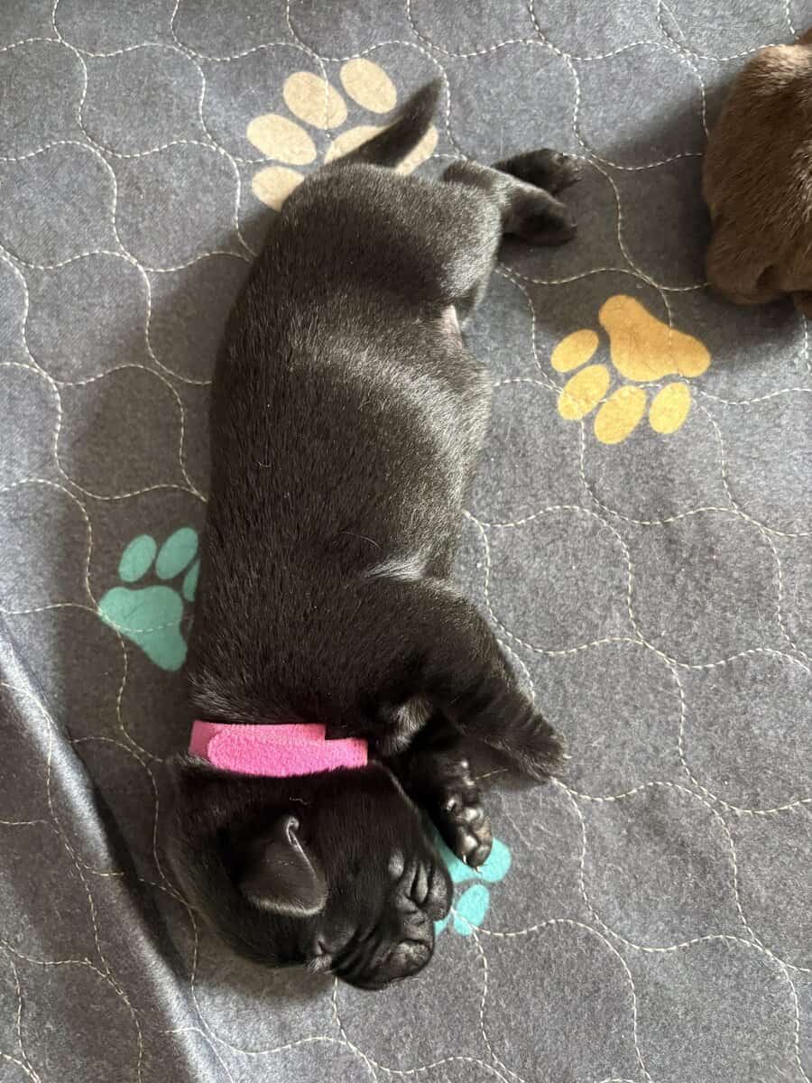 AKC Labrador Retrievers image 5