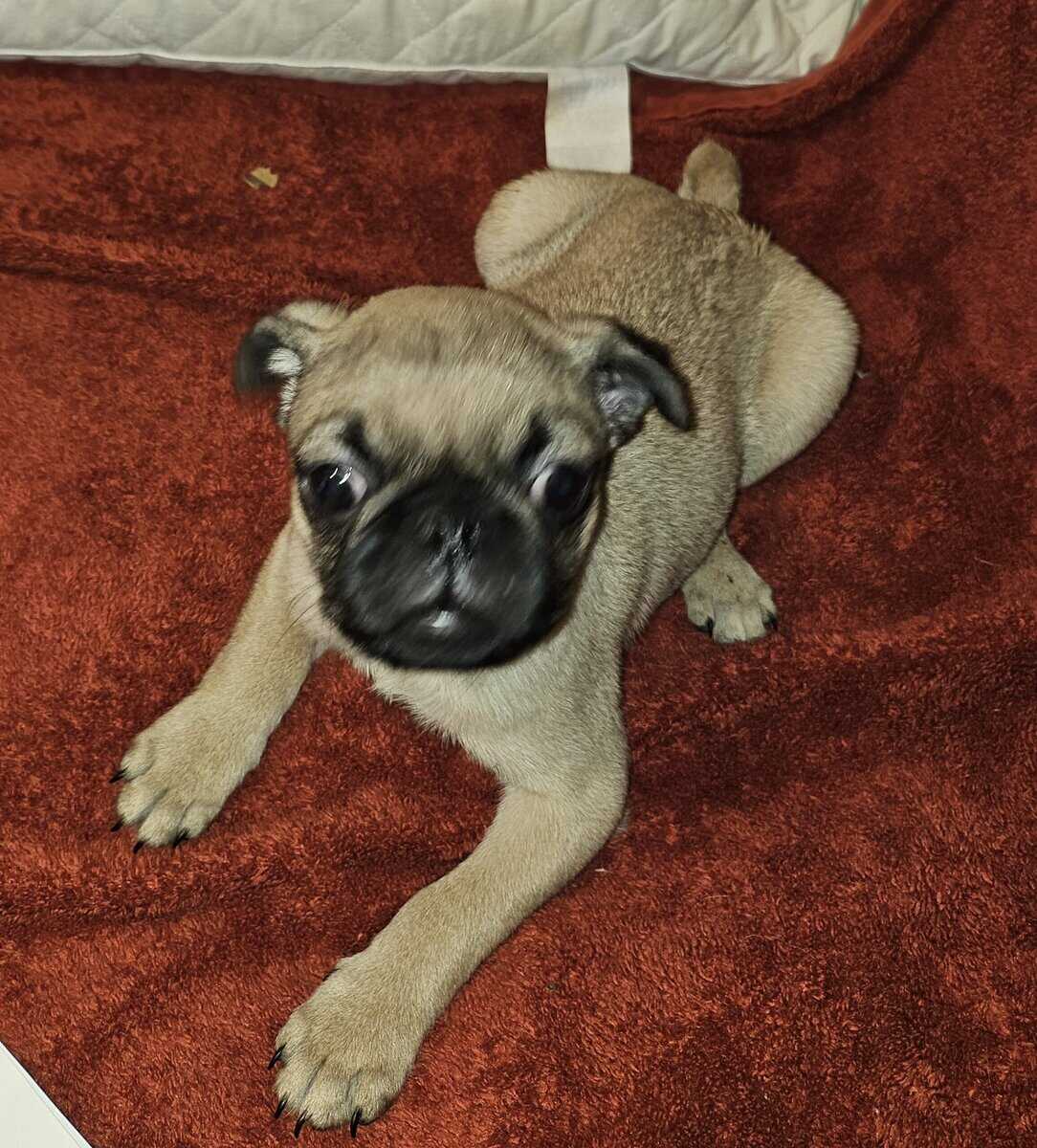 AKC PUG MALES' APRICOT OR FAWN image 2