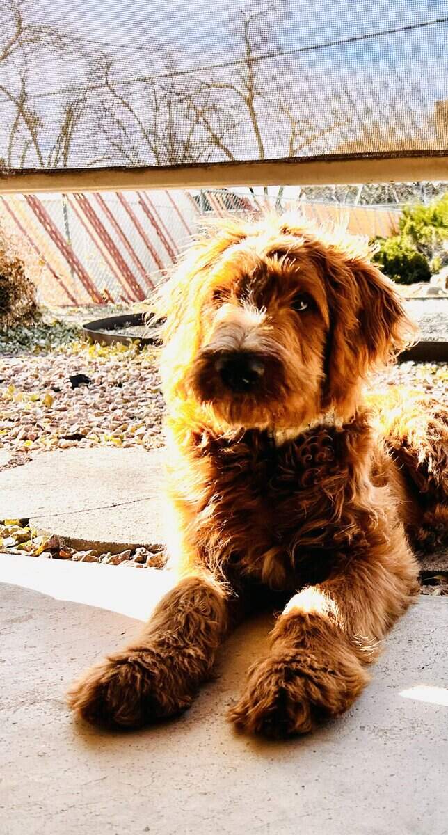 1 1/2 yr. old Goldendoodle male NOT Neutered image 2
