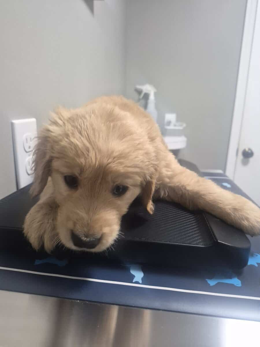 Goldendoodle puppies image 1