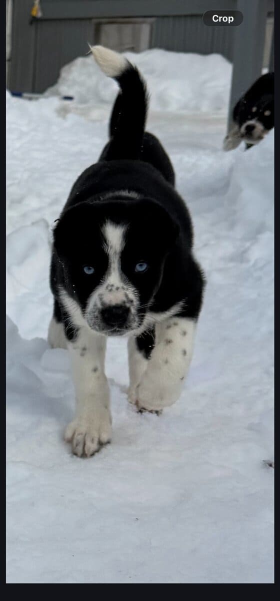 Husky dalmation puppies image 1