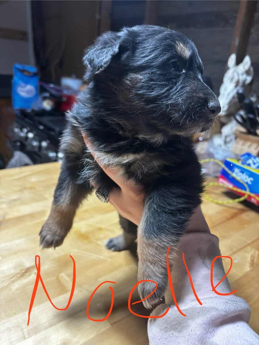 German Shepherd x Australian Puppies image 3