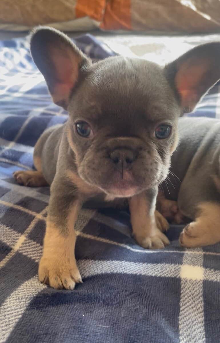 French bulldog puppies image 2