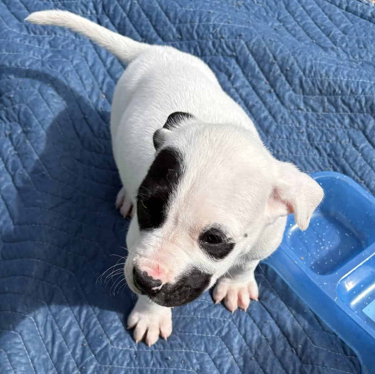 Old english puppies image 1