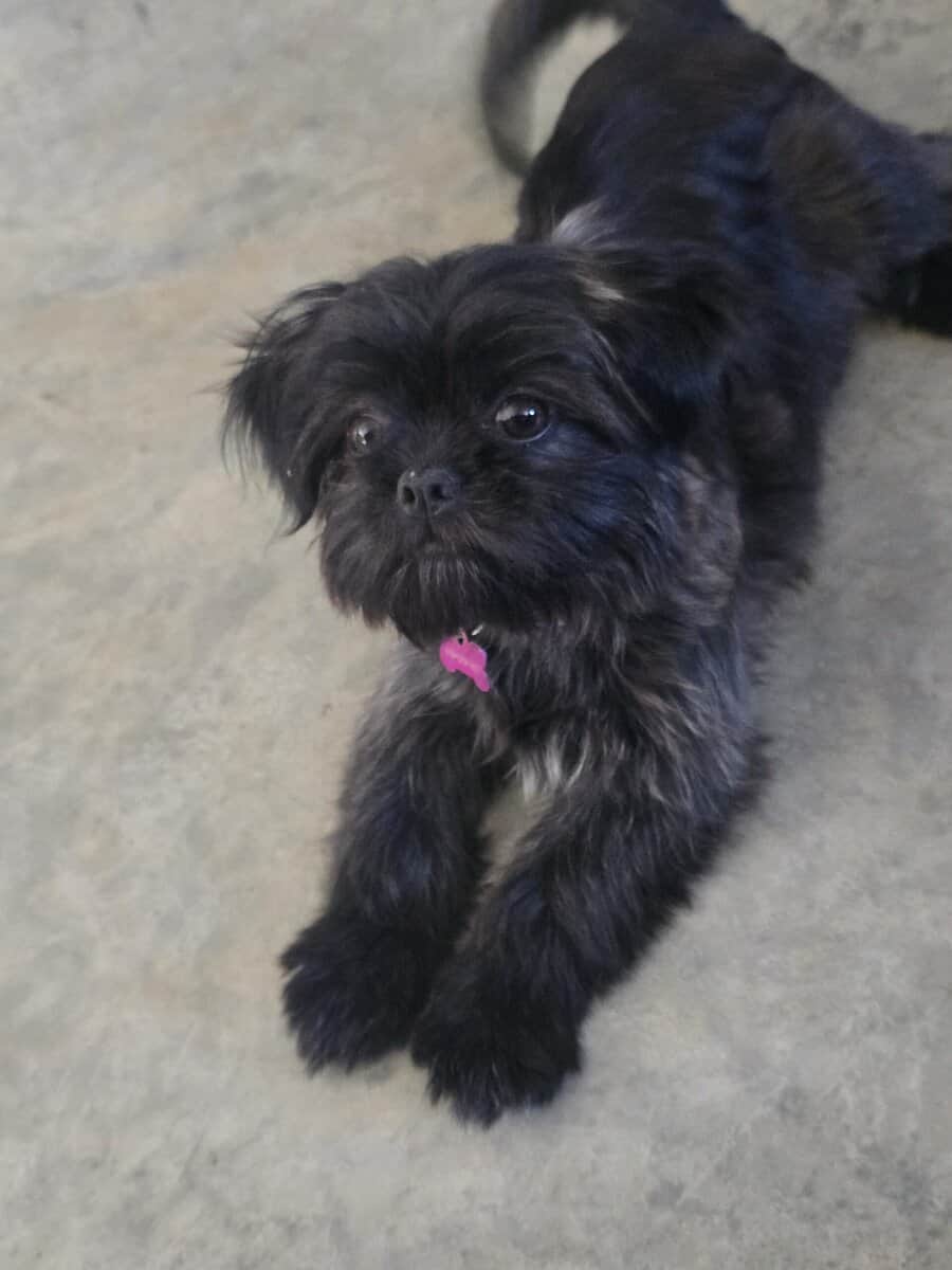 Shih Tzu image 1