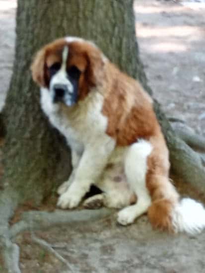 Full blooded St Bernard Puppies image 7